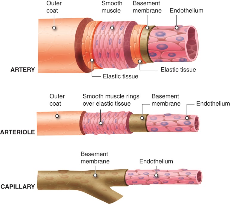 oli-drawing-walls-of-arteries-arterioles-and-capillaries-english